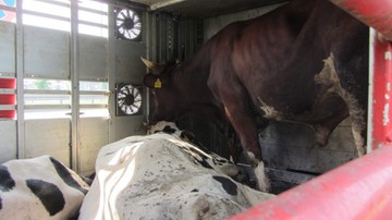 Dojrzałe płciowo byki i krowy w jednym transporcie. Skandaliczne warunku przewozu