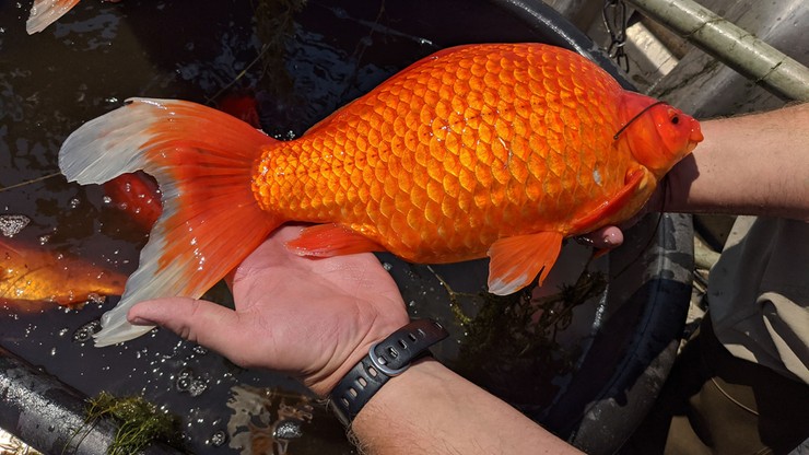 USA. Gigantyczne złote rybki w jeziorze. Zagrażają lokalnemu ekosystemowi