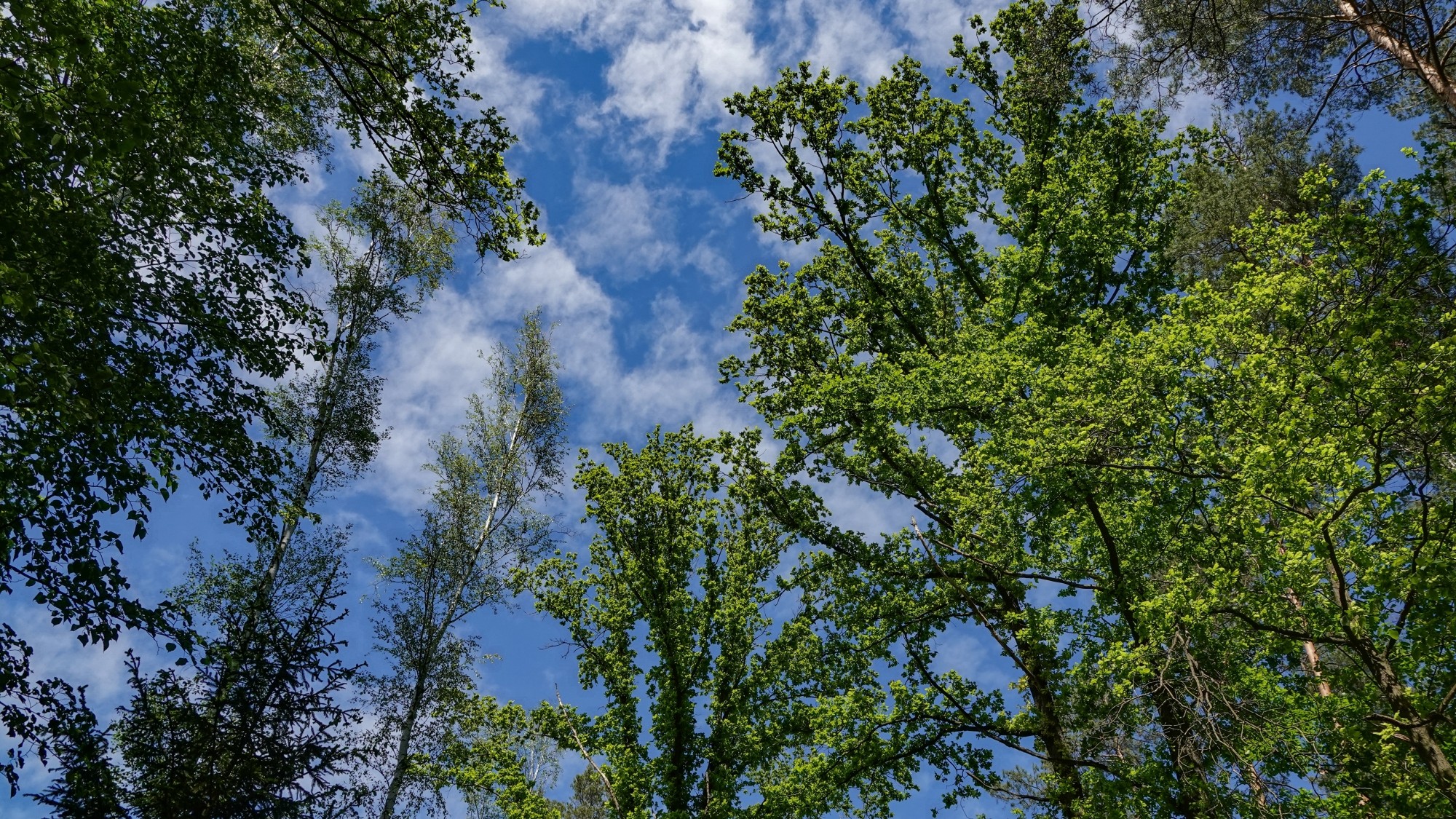 Uroki zielonej pory roku - zdjęcie 75