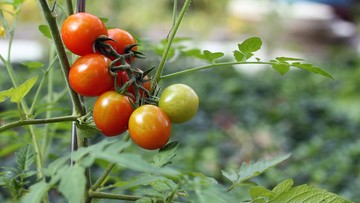 Polaka zmiażdżyła winda na plantacji pomidorów, Holender może zapłacić 125 tys. euro grzywny