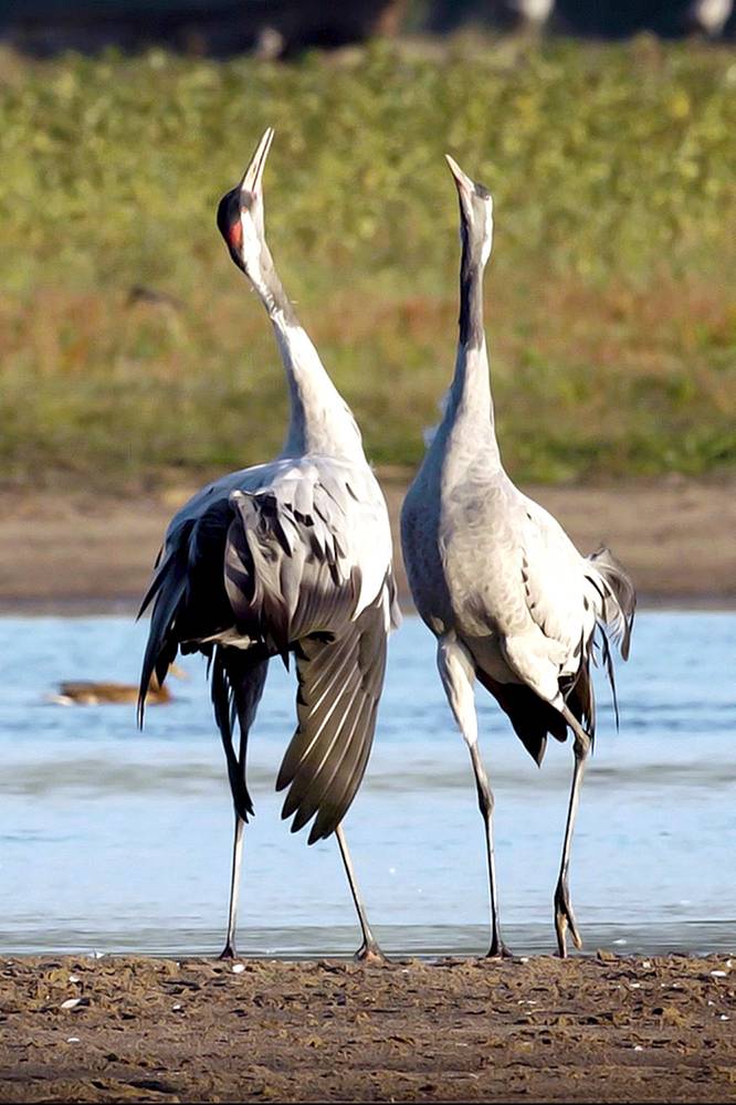 2025-11-07 „Podglądacze przyrody” - sezon 3, odcinek 6: Koncert żurawi