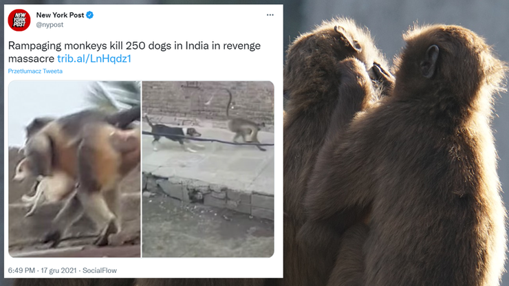 Indie. Małpy porwały i zabiły 250 psów. "Z zemsty"