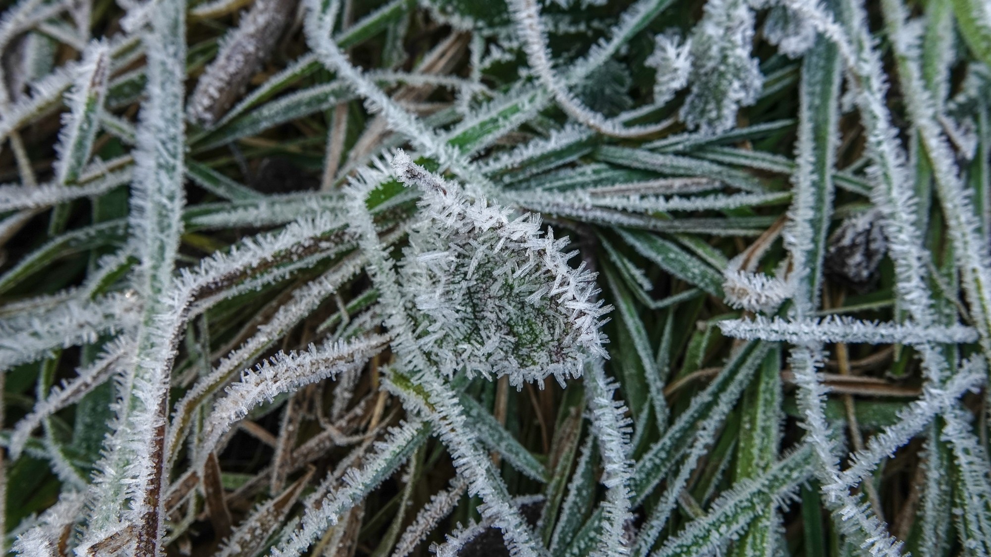 Szron pod lupą - zdjęcie 32