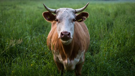 Indyjscy lekarze ostrzegają - krowie łajno to nie lekarstwo na COVID-19