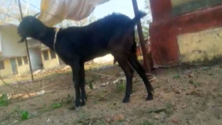 Indie: koza w "kozie". Zjadła uprawy z ogródka sędziego