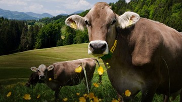 Sekretne życie krów
