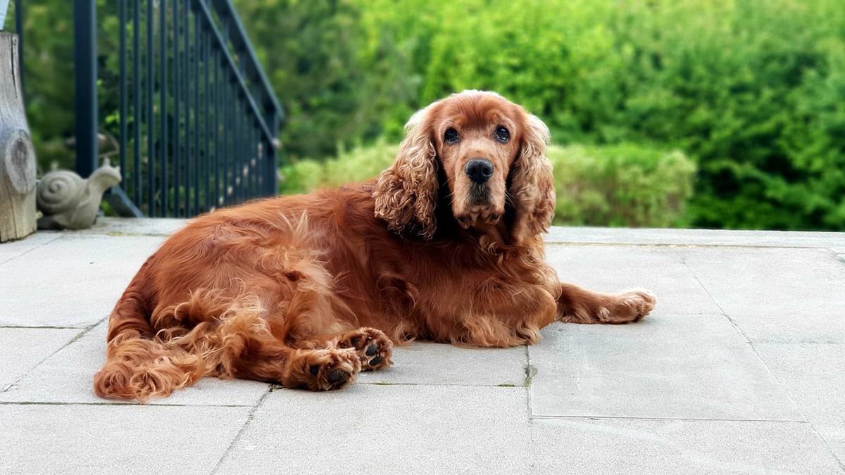 Cocker spaniel