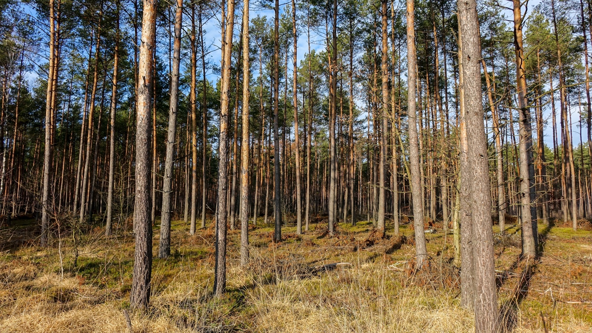 Najcieplejsza zima w historii - zdjęcie 33