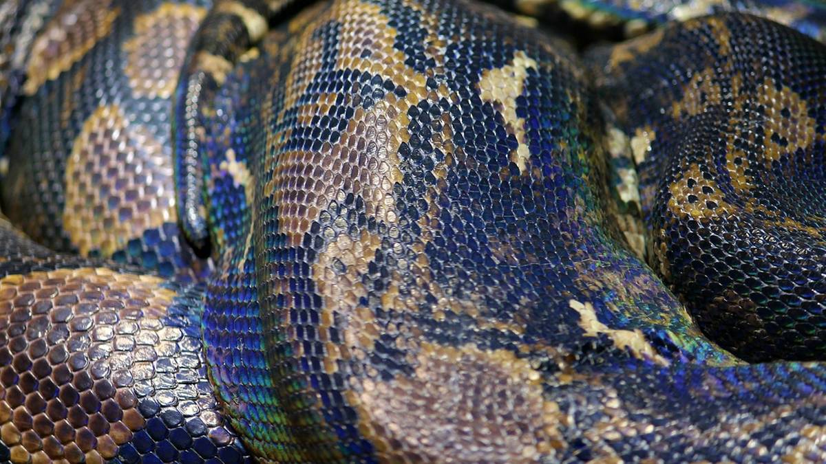 Tailandia. Dos horas bajo las garras de una serpiente. Un vecino acudió al rescate