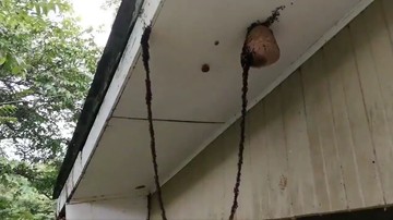 Mrówki zbudowały z siebie "żywy most", po którym dostały się do gniazda os. Miał kilka "pasów" ruchu