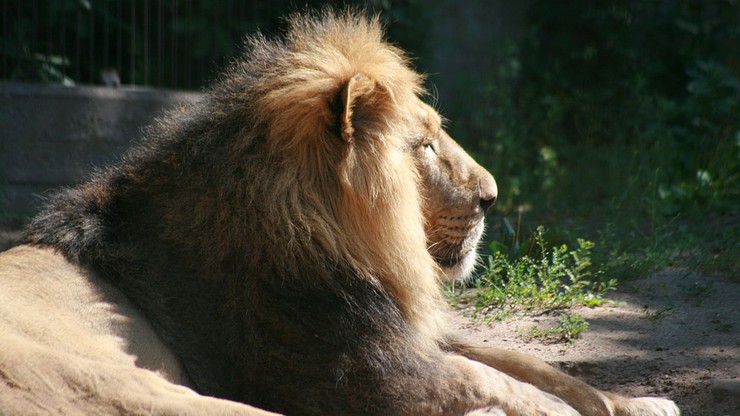 14-letni lew może zostać uśpiony. "Mamy dylemat, gdy zwierzę jest bezpłodne"