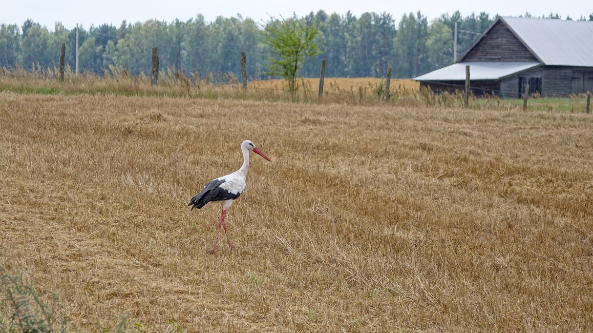 Bociania wioska - zdjęcie 9