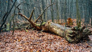 26.11.2022 05:59 Spacer po mrocznym lesie. To cmentarzysko starych, połamanych i powalonych drzew
