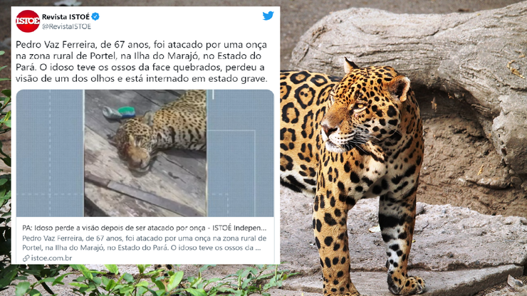 Brazylia. Atak jaguara na rolnika. 67-latek w ciężkim stanie
