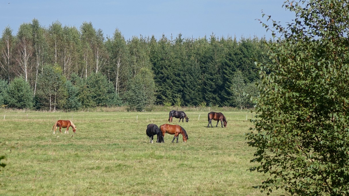 Sierpień w obiektywie - zdjęcie 16