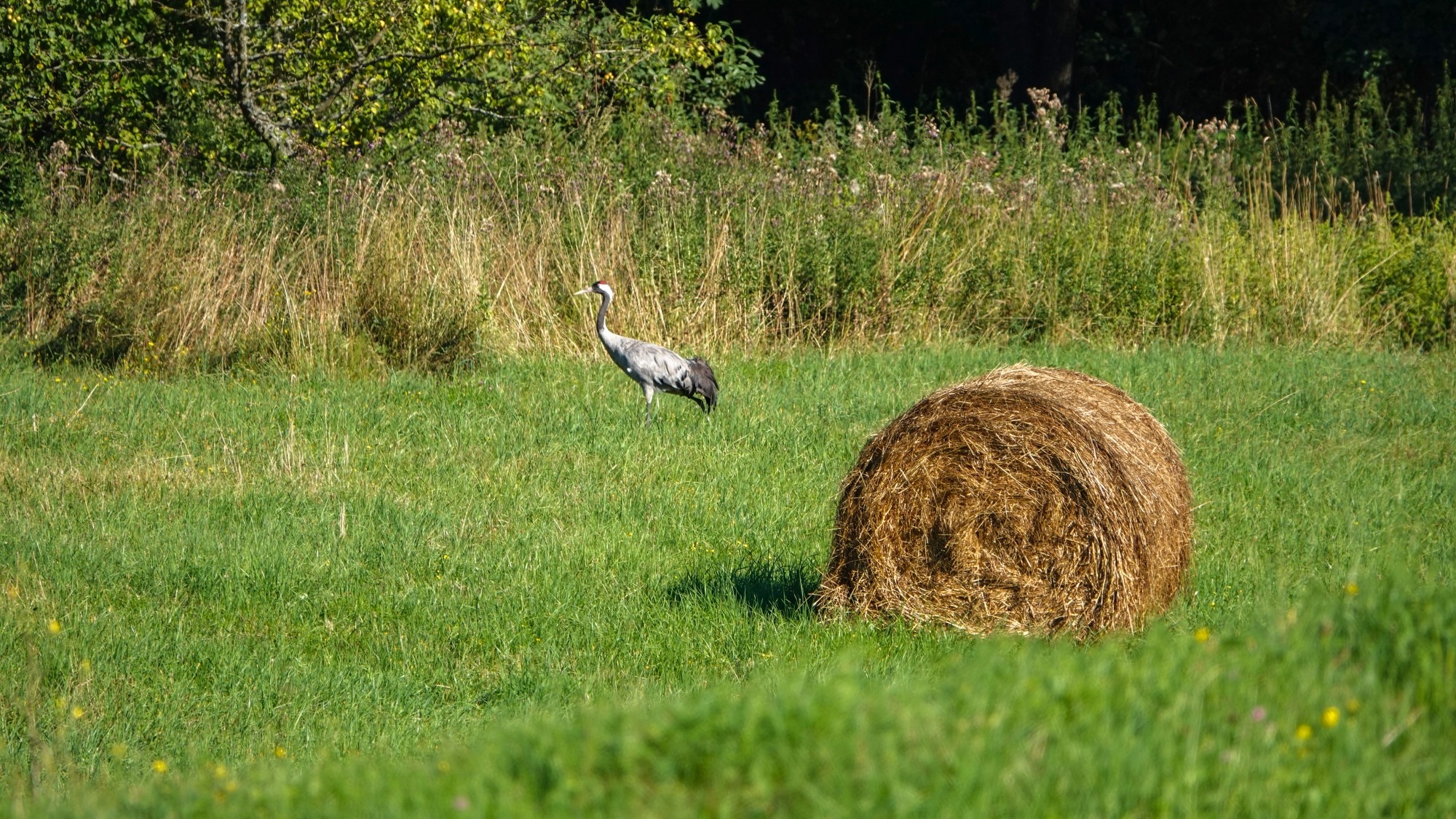 Na pożegnanie lata - zdjęcie 11