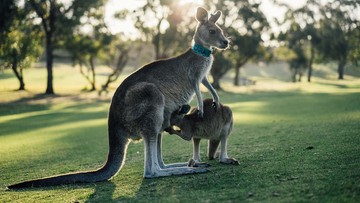 W Australii zabijają kangury. Do sierpnia odstrzelą 1900 osobników