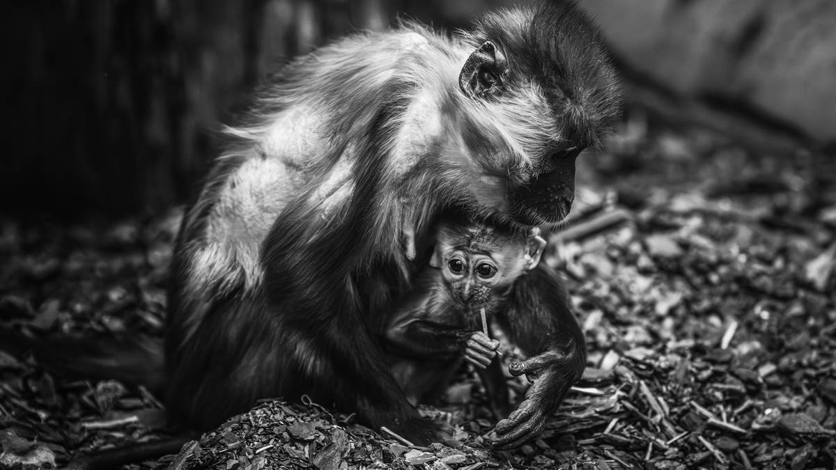 Nieszczęśliwy wypadek we wrocławskim ZOO. Nie żyje małpka Sam. Żałoba w stadzie