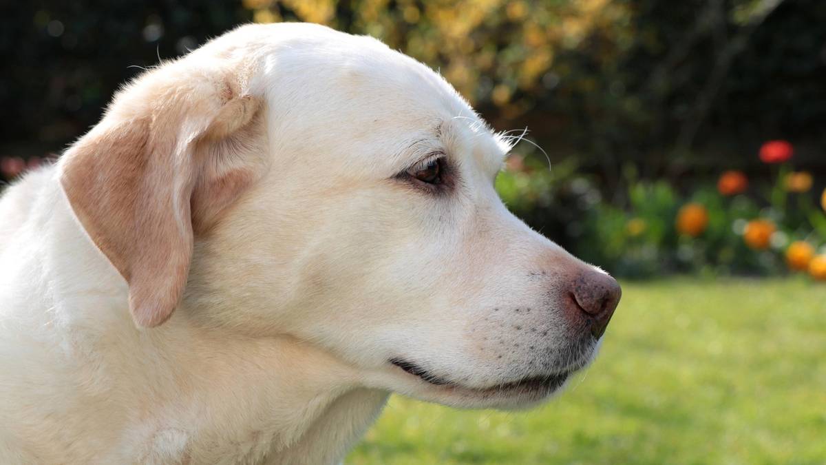 Labrador retriever