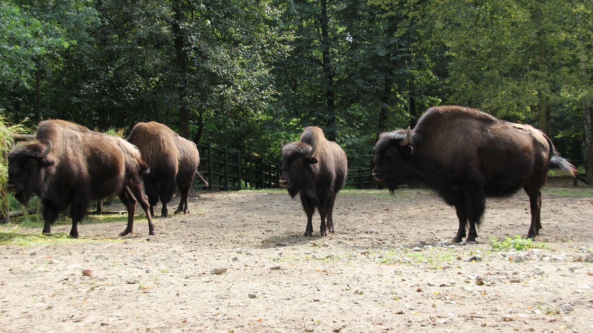 Poznań: Zniecierpliwieni odwiedziający zoo rzucali kamieniami w bizona