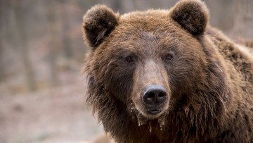 Zima w Beskidach zbyt łagodna, by skłonić do snu niedźwiedzia