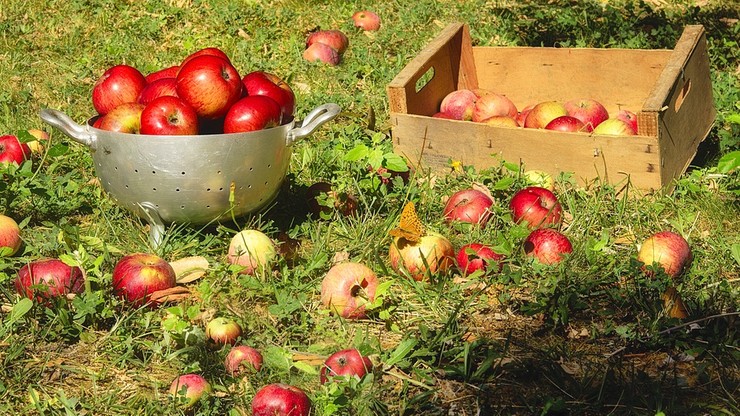 Rekordowe zbiory jabłek w 2016 r. Cieszyli się tylko konsumenci