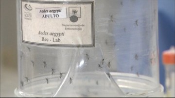 Wirus Zika nie będzie groźny dla polskich sportowców