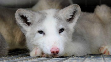 Dziś Międzynarodowy Dzień Bez Futra. Obrońcy zwierząt chcą wprowadzenia zakazu hodowli zwierząt futerkowych
