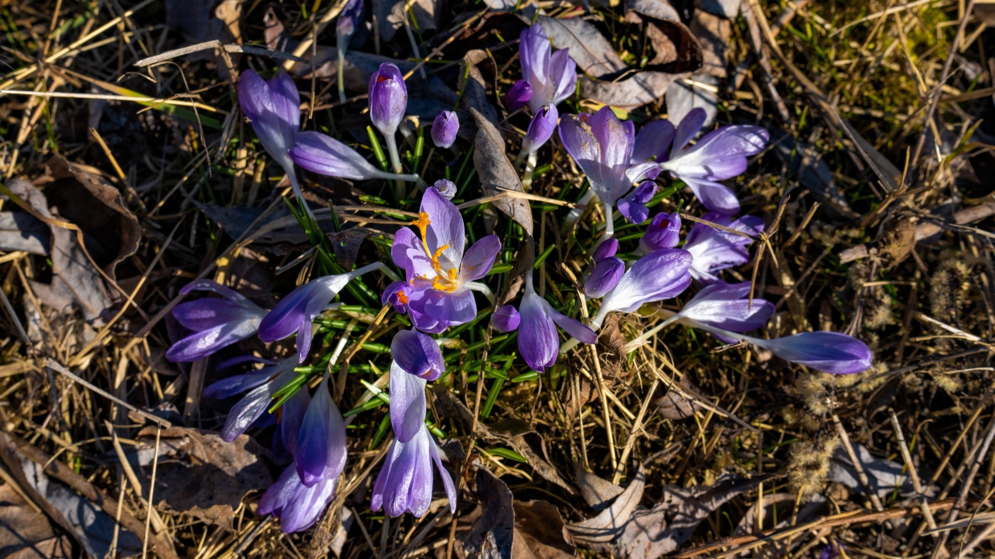 Kraina krokusów - zdjęcie 16