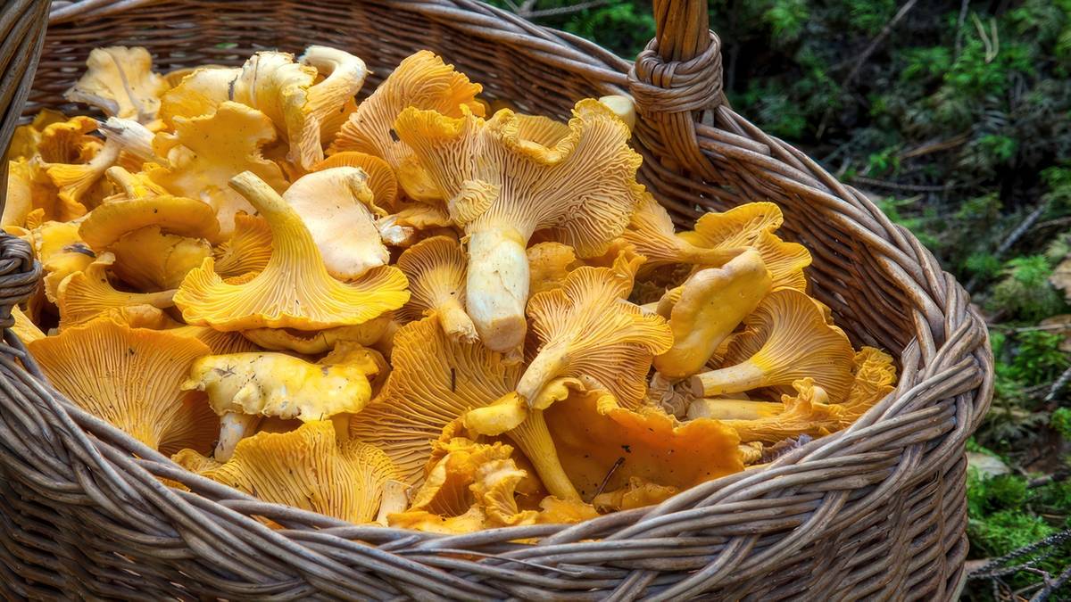 W lasach są już kurki. Fot. Pixabay.