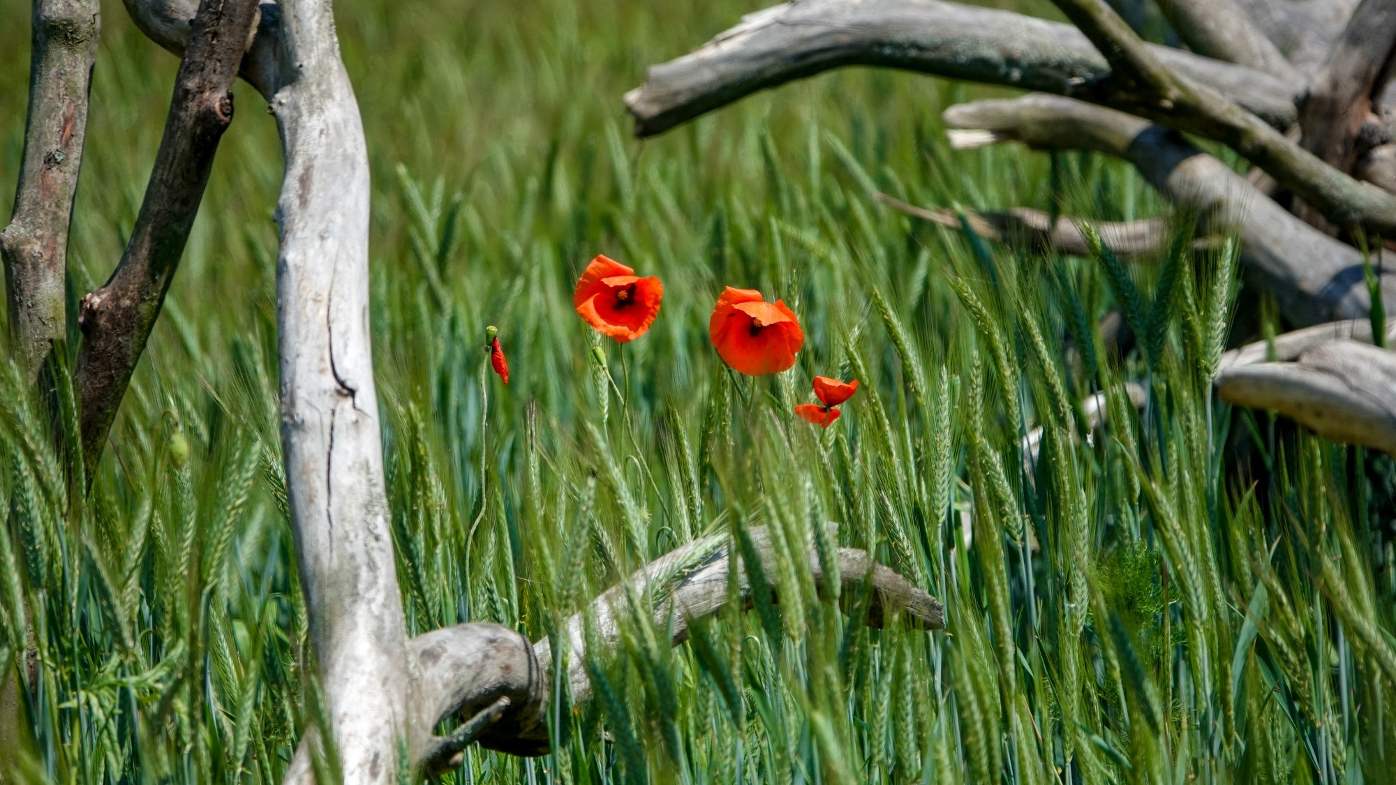 Uroki zielonej pory roku - zdjęcie 57