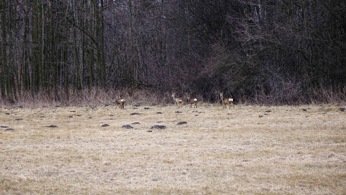 Marzec w obiektywie - zdjęcie 16