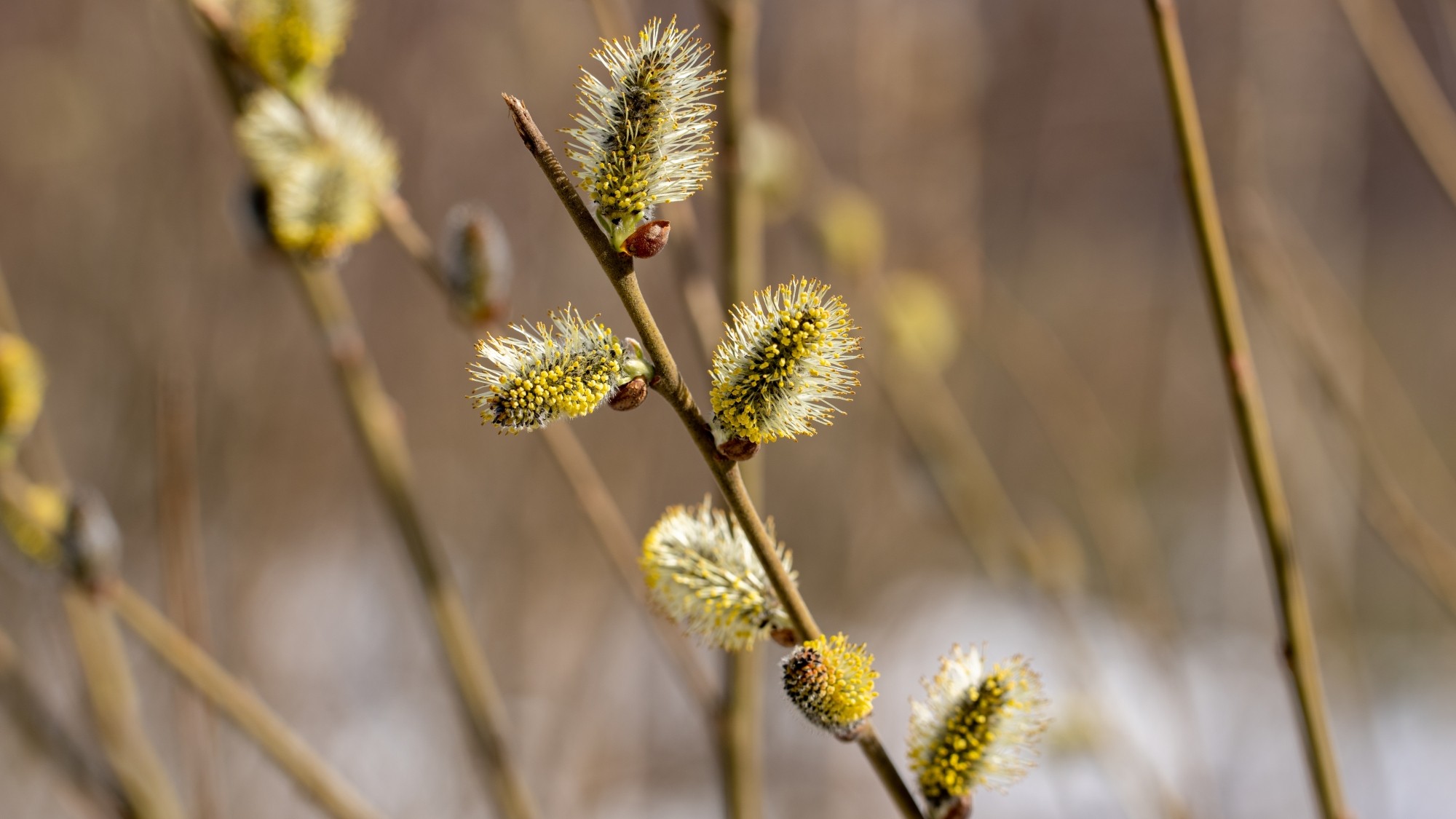 Miejska przyroda - zdjęcie 33