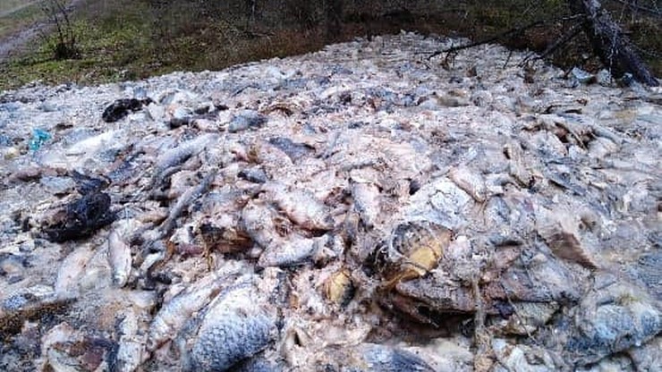 700 kilogramów ryb podrzuconych w lesie. Filety, kręgosłupy, wnętrzności i płetwy