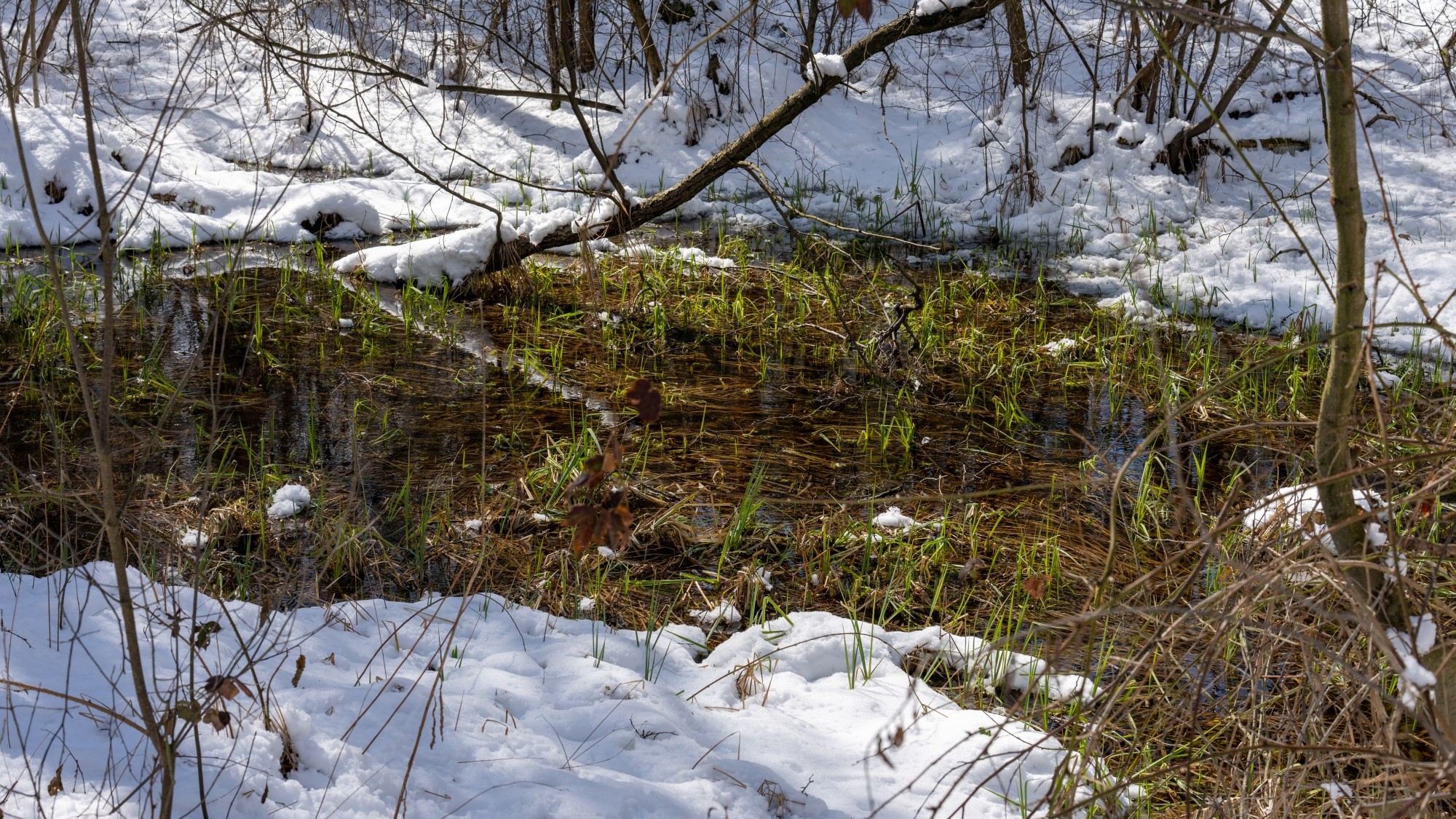 Miejska przyroda - zdjęcie 43