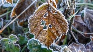 21.10.2022 05:56 Nad Polskę spłynęło powietrze znad Arktyki. Temperatura spadła przy gruncie nawet do minus 12 stopni