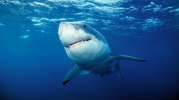 Irlandia: rekin zaatakował wędkarza, który go złowił