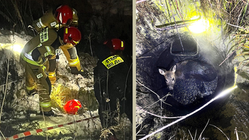 Poruszająca akcja krakowskich służb. Uratowano uwięzioną sarnę