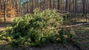 13.07.2022 05:56 Zelda spustoszyła wschodnią Polskę. Połamane drzewa, pozrywane dachy, zalane drogi i ewakuowane obozy