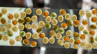 20-03-2026 03:59 Detektory wykrywają je w całej Polsce. Eksperci biją na alarm