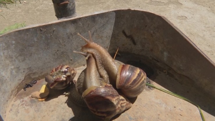 Plaga afrykańskich ślimaków na Kubie. Naukowcy są bezsilni