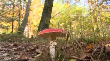 Niebezpieczna moda w Polsce. Do szpitala trafiają dziesiątki podtrutych osób