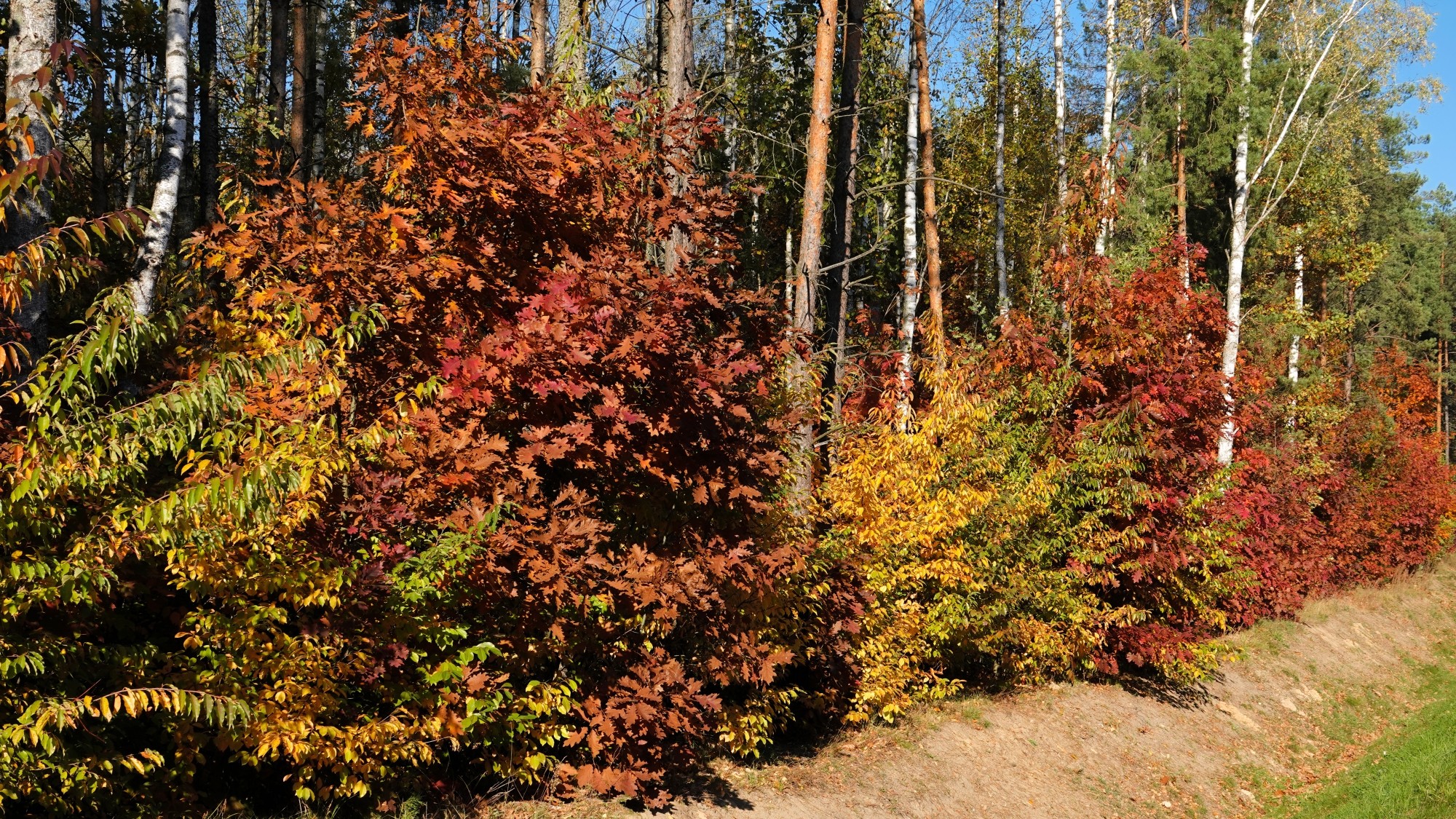 Jesienne klimaty - zdjęcie 37