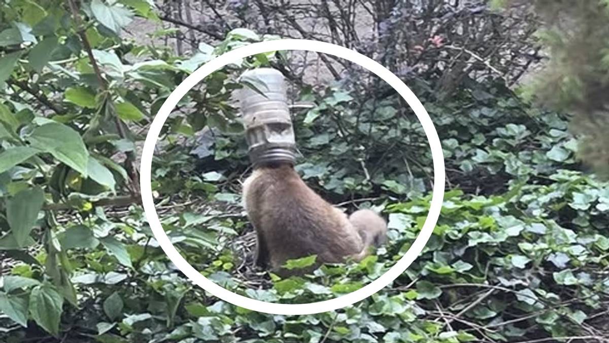 Młody lis z głową w plastikowej butelce. Fot. Facebook / OSP Kąty Węgierskie.