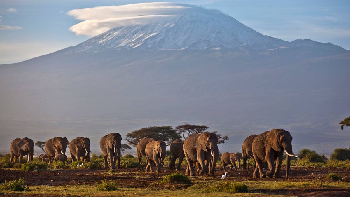 Walia. Zatrzymano oszusta, który oferował wspinaczkę na Kilimandżaro. Zostawił w Tanzanii grupę osób