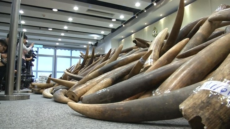 Policja przejęła ok. 3 ton kości słoniowej przemycanej z RPA