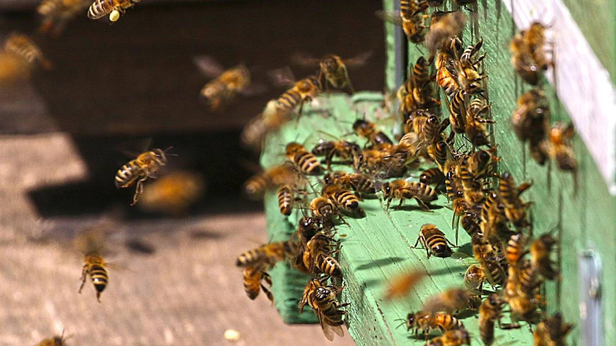 Atak pszczół we Francji. Dziesiątki rannych, trzy osoby w stanie ciężkim