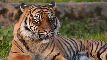 Tygrys zabił pracownika zoo, kierownik stanął przed sądem. "Co godzinę o tym myślę"