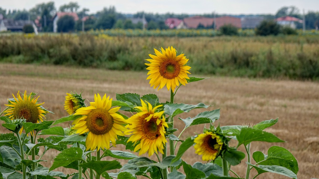 Sierpień w obiektywie - zdjęcie 22
