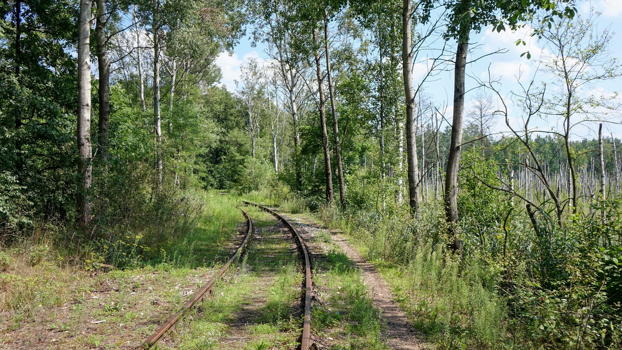 Urocze zakątki w lasach - zdjęcie 24